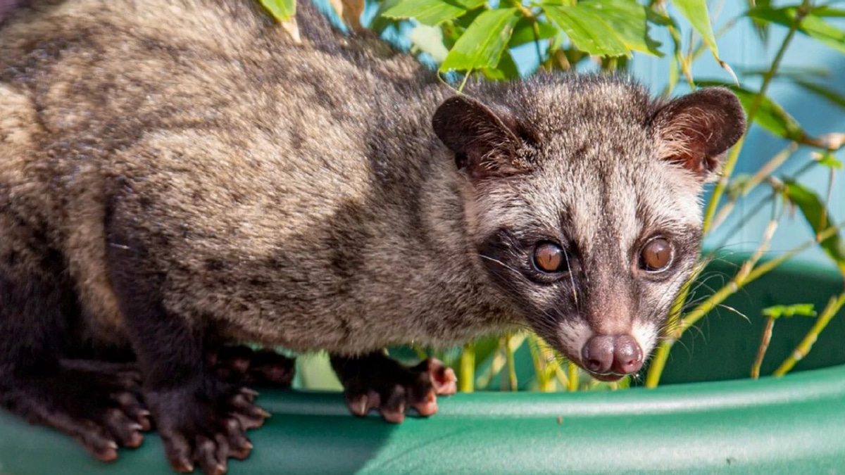 Three detained in crackdown on illegal wildlife trafficking as authorities seize Asian palm civet cubs