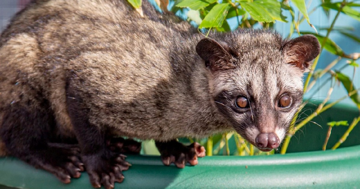 Three detained in crackdown on illegal wildlife trafficking as authorities seize Asian palm civet cubs