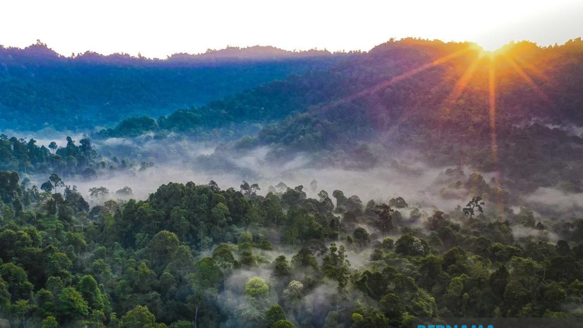 Kelantan Pledges Forest Replacement for All Degazetted Reserves