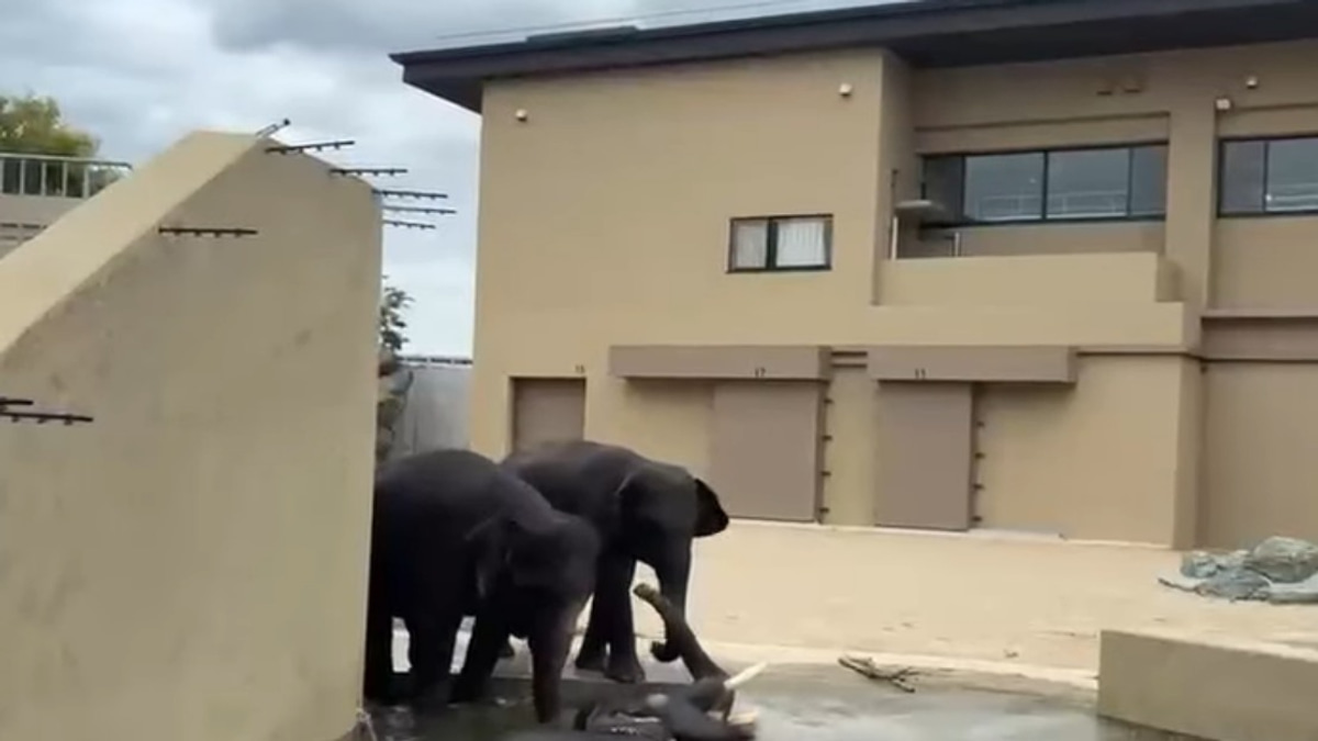 Three Malaysian Elephants Thrive at Japan's Tennoji Zoo Under International Care Programme