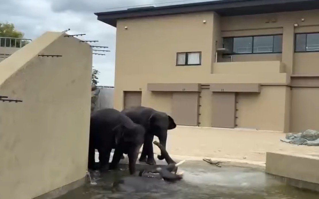 Three Malaysian Elephants Thrive at Japan's Tennoji Zoo Under International Care Programme