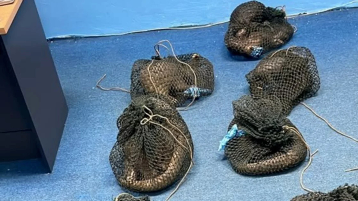 Filipino Man Held with 10 Pangolins and Elephant Tusk in Sabah Wildlife Crackdown