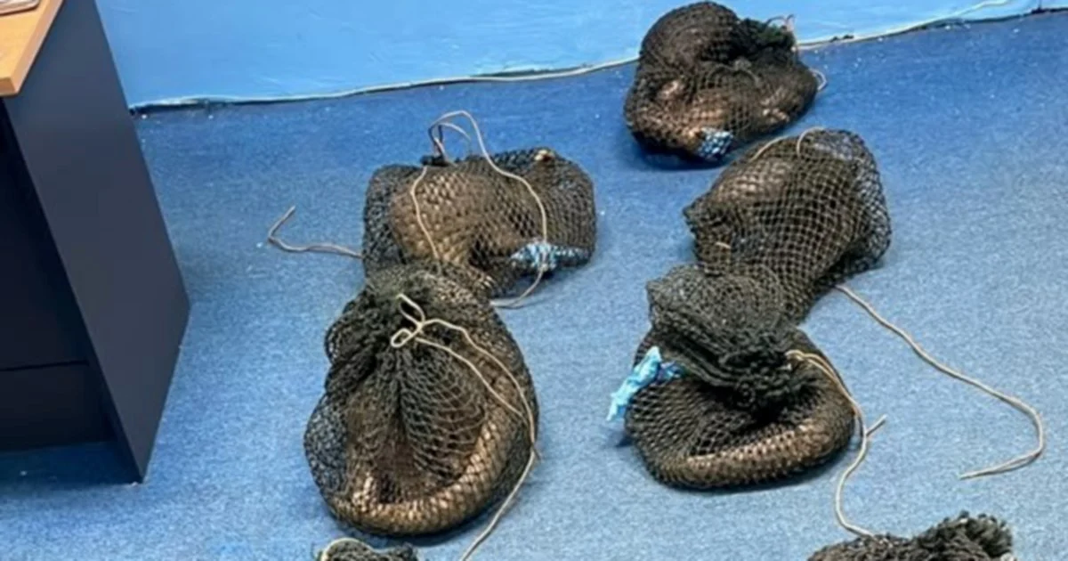 Filipino Man Held with 10 Pangolins and Elephant Tusk in Sabah Wildlife Crackdown