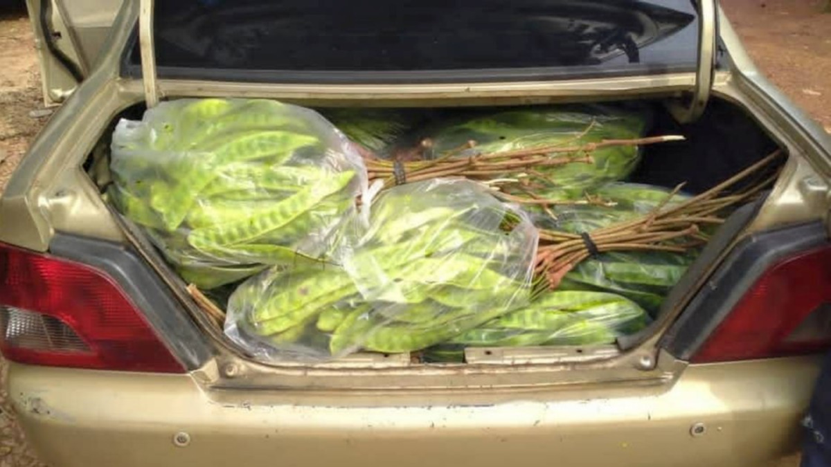 Thai smuggler arrested with RM8,000 worth of petai and pomelos at Kelantan illegal jetty