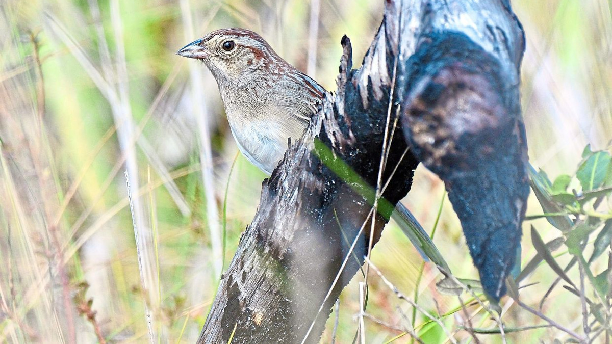 How Physical Environment Shapes Bird Communication in the Wild