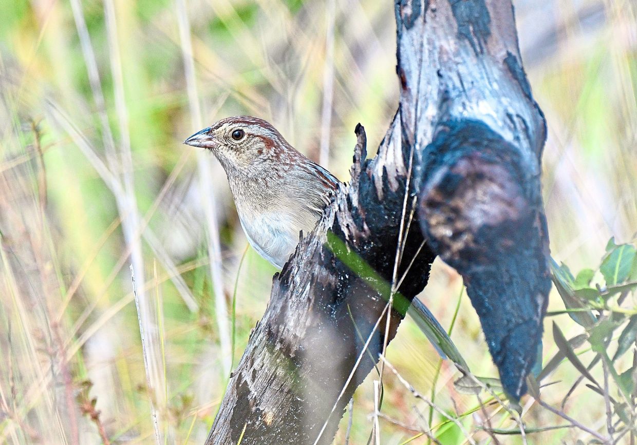 How Physical Environment Shapes Bird Communication in the Wild