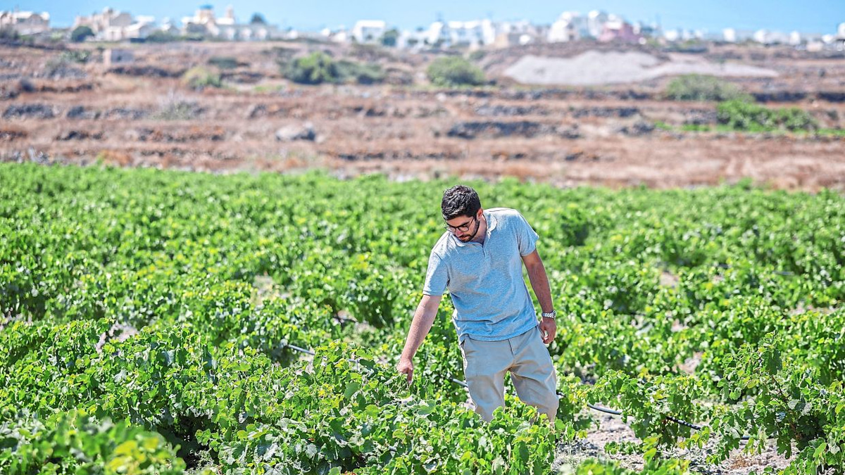 Santorini's winemakers battle climate crisis with innovative water and cultivation strategies