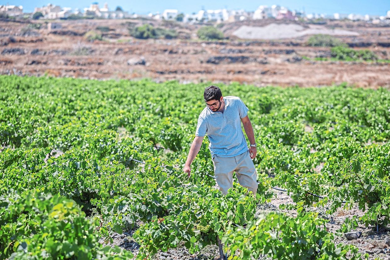 Santorini's winemakers battle climate crisis with innovative water and cultivation strategies