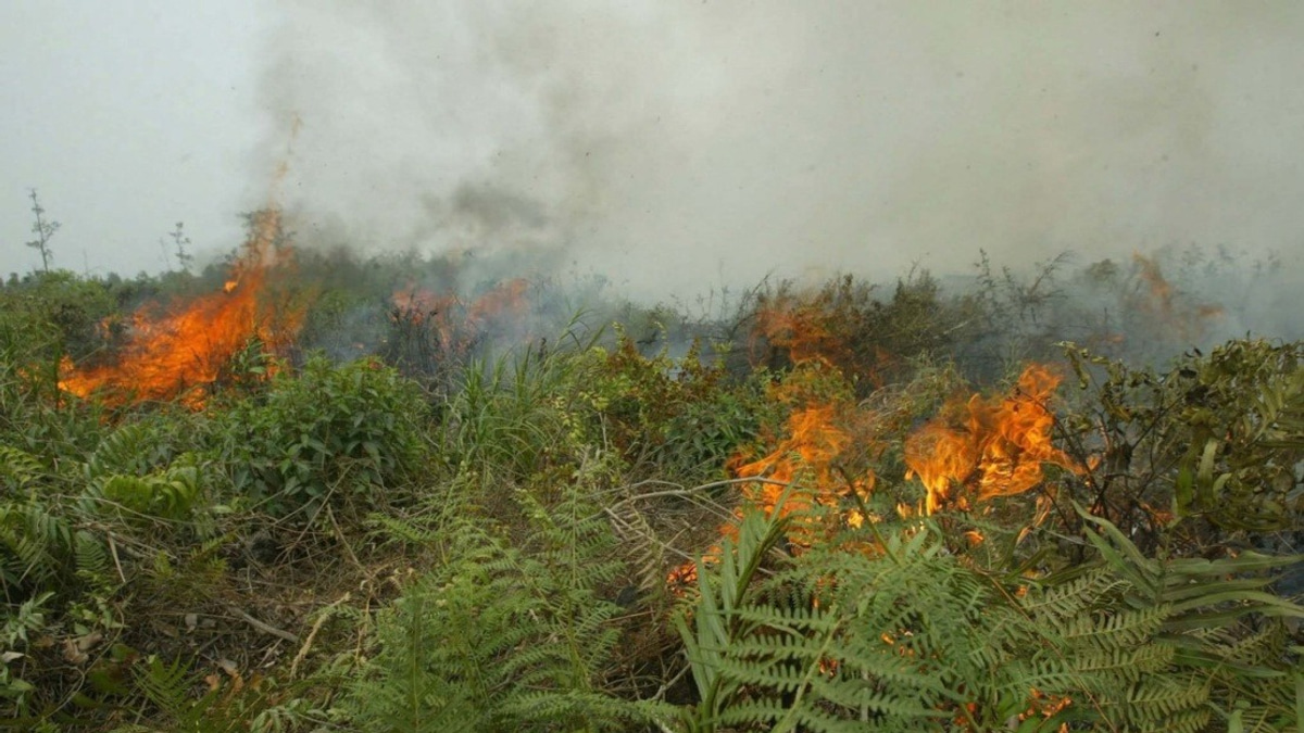 Indonesia Grapples with Escalating Forest Fire Crisis as West Kalimantan Hotspots Surge Dramatically
