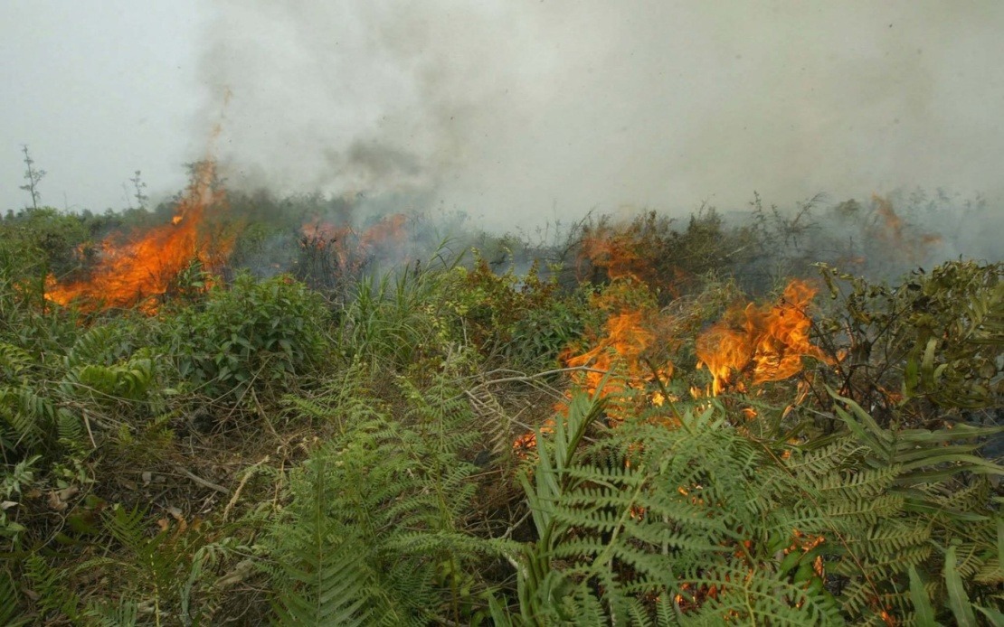 Indonesia Grapples with Escalating Forest Fire Crisis as West Kalimantan Hotspots Surge Dramatically