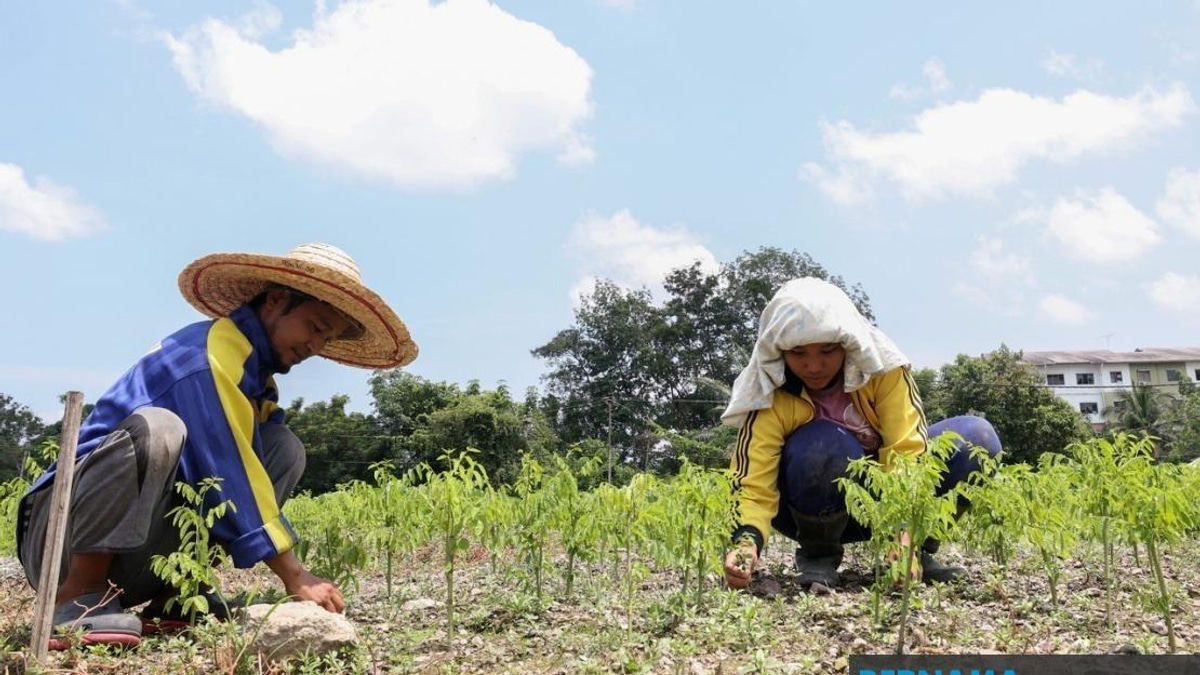 Sandakan Farmers Battle Crop Losses as Extreme Heat Sweeps 17 Malaysian Areas