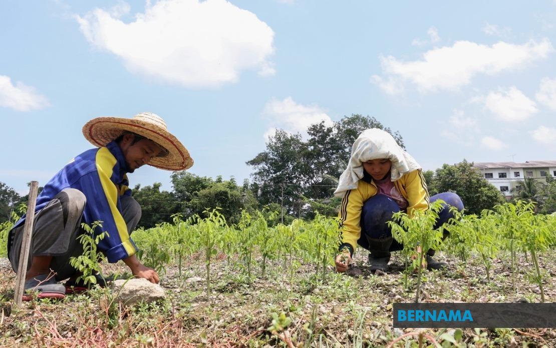 Sandakan Farmers Battle Crop Losses as Extreme Heat Sweeps 17 Malaysian Areas