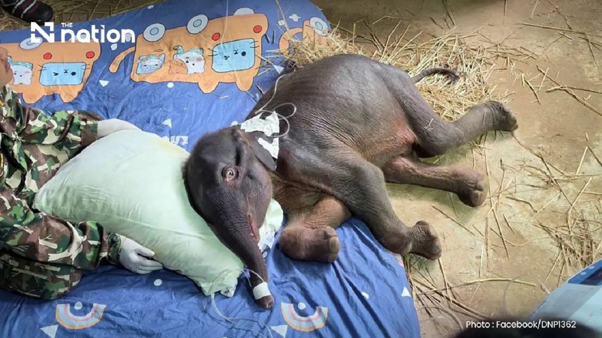 Thailand's Orphaned Elephant Calf Jiew Sai Yok Dies Despite Intensive Care Efforts
