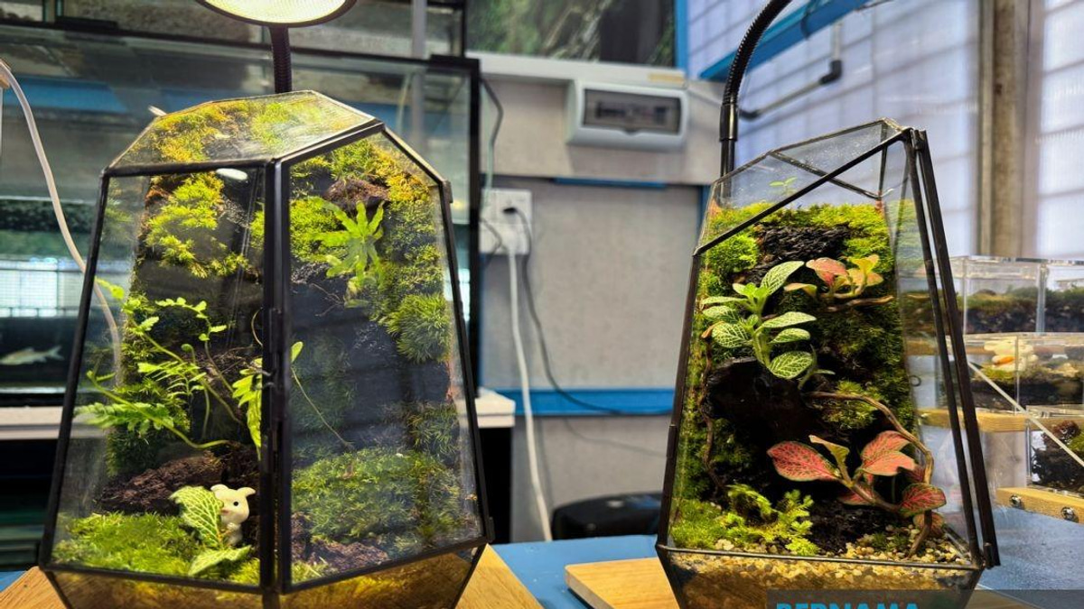 From YouTube Hobby to Thriving Business: How a Jeli Polytechnic Student Built a Terrarium Empire