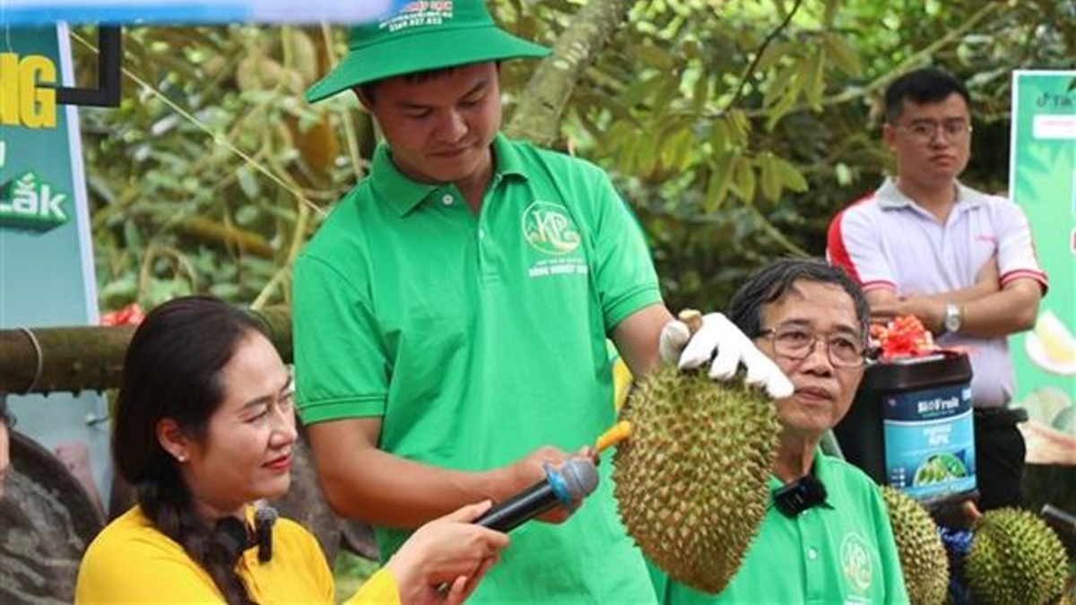 Vietnam's Durian Sector Faces Reckoning as Corruption Probe Exposes Certification Flaws