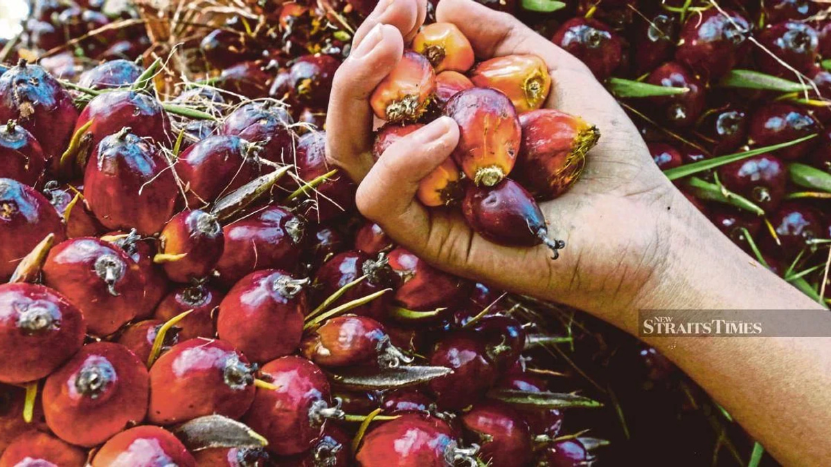 Former KLK Employee Denies Concealing Palm Oil Inventory Records
