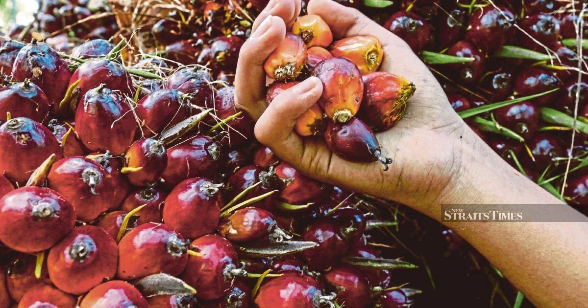 Former KLK Employee Denies Concealing Palm Oil Inventory Records