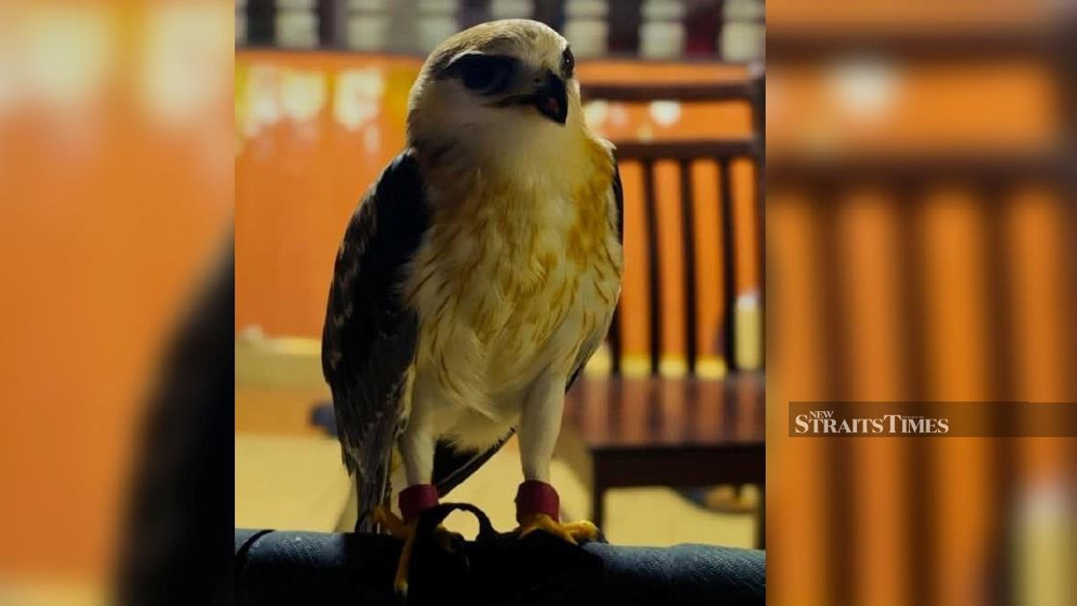 Man arrested after police find endangered Black-winged Kite worth RM100,000 in Kapar raid