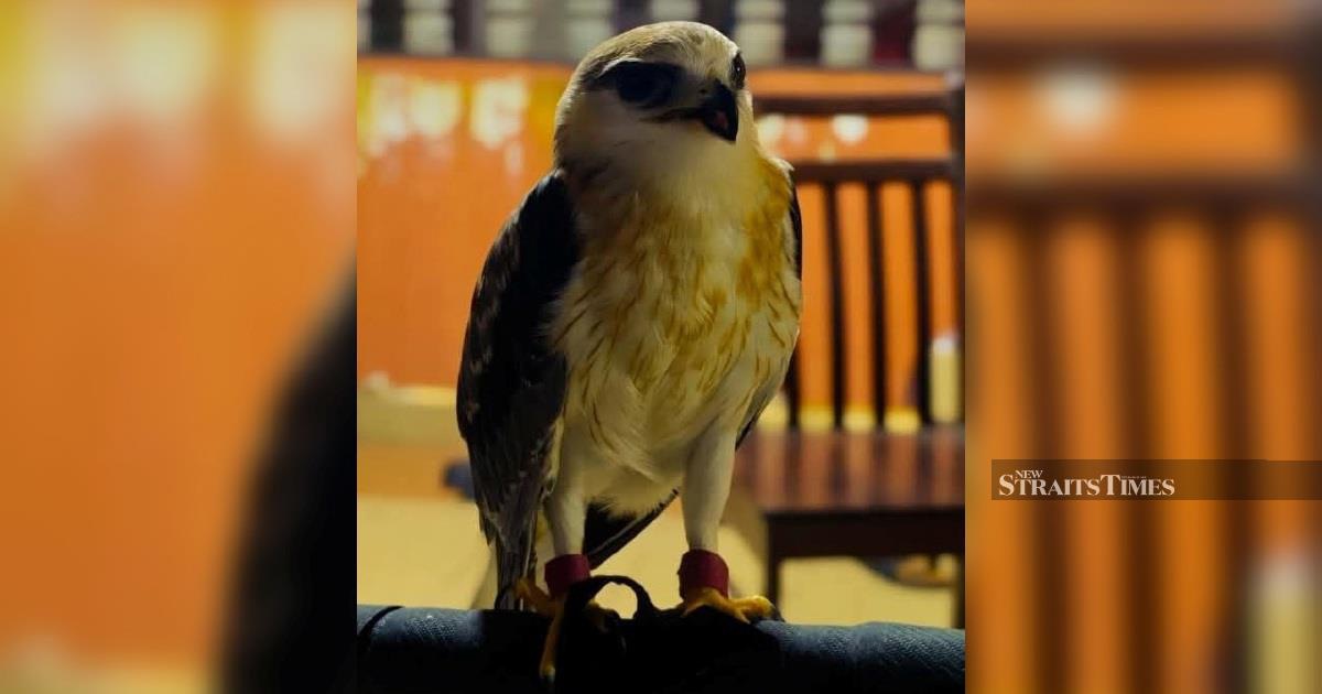 Man arrested after police find endangered Black-winged Kite worth RM100,000 in Kapar raid
