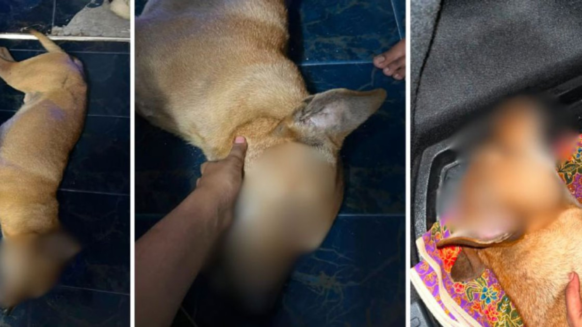 Veterinary Services launches formal investigation into Rocky abuse incident with police report