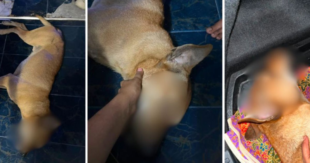 Veterinary Services launches formal investigation into Rocky abuse incident with police report