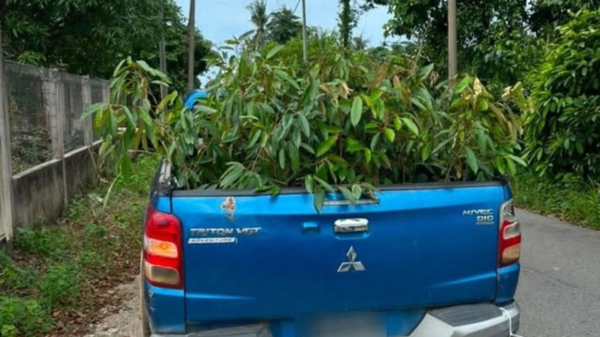 Durian Sapling Smuggling Ring Busted: Man Arrested as Authorities Seize 52 Plants from Thailand