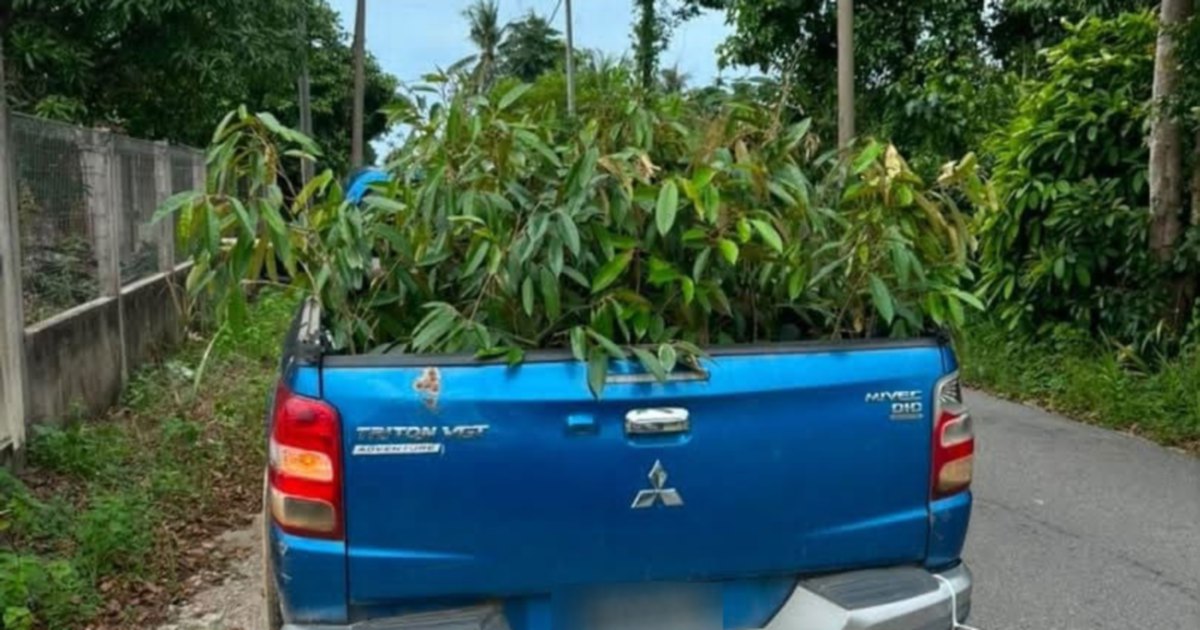 Durian Sapling Smuggling Ring Busted: Man Arrested as Authorities Seize 52 Plants from Thailand