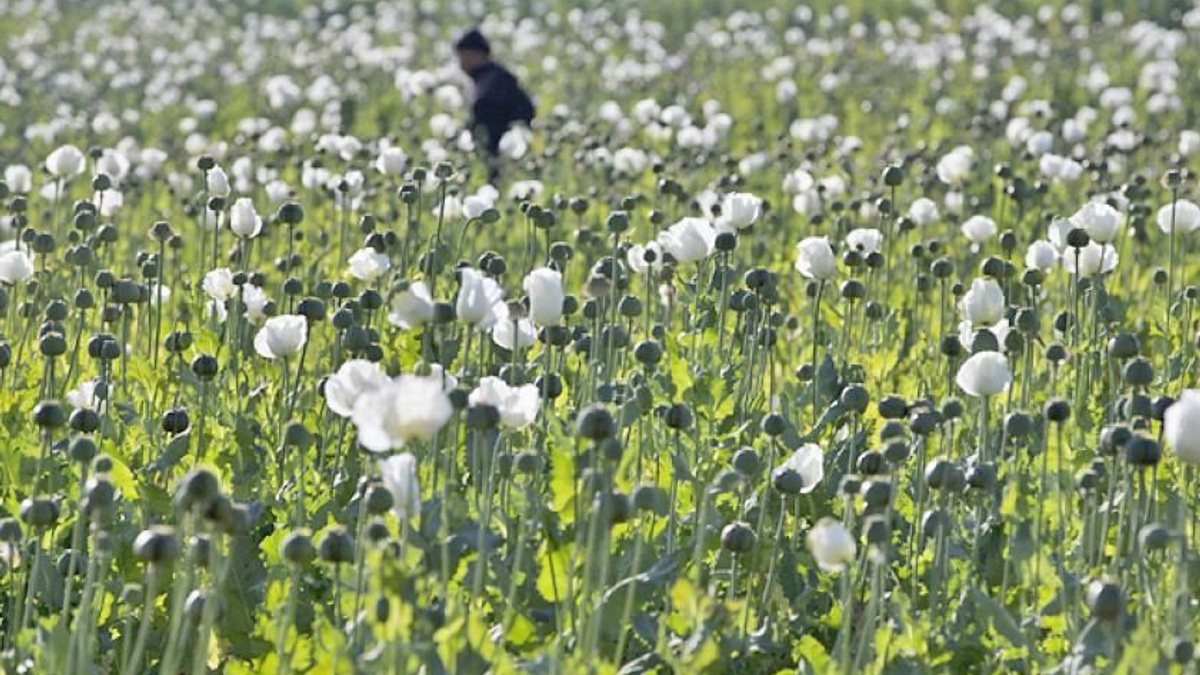 Myanmar Seizes 17.6kg of Heroin and Million Stimulant Pills in Major Drug Bust