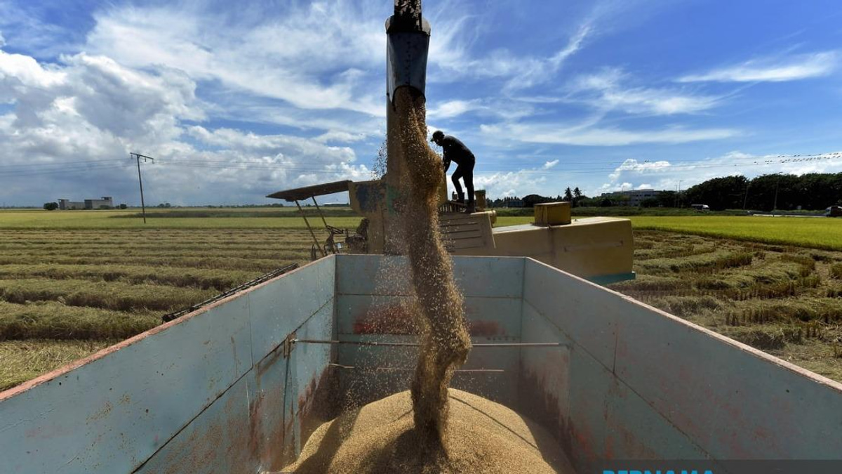 Government Moves to Strengthen Rice Price Controls with Sweeping Penalties