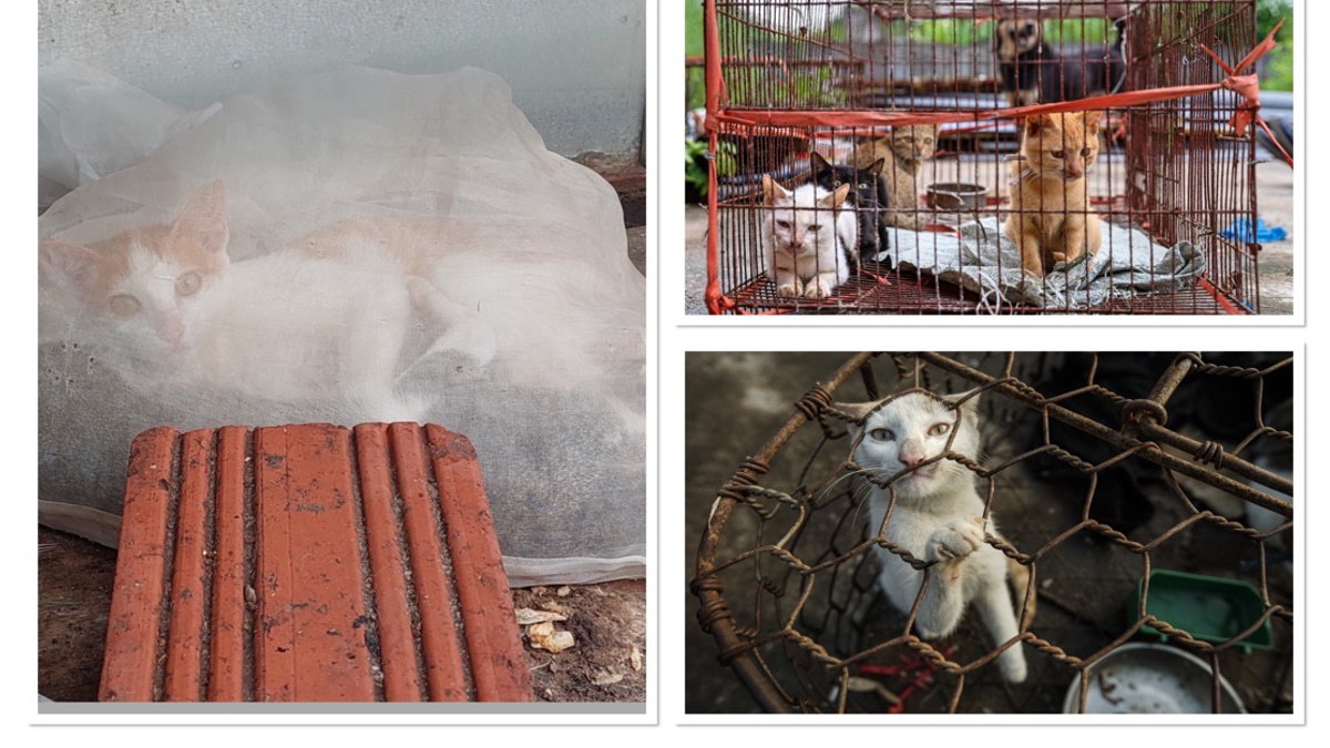 Superstition Drives Brutal Cat Slaughter Across Indochina Despite Public Opposition
