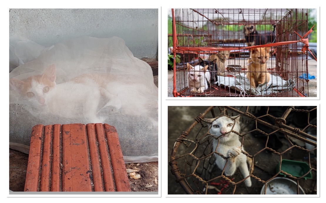 Superstition Drives Brutal Cat Slaughter Across Indochina Despite Public Opposition