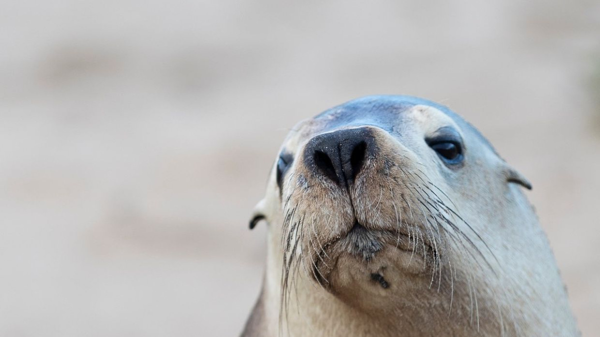 H5N1 bird flu spreading in South Australia poses acute threat to endangered sea lions