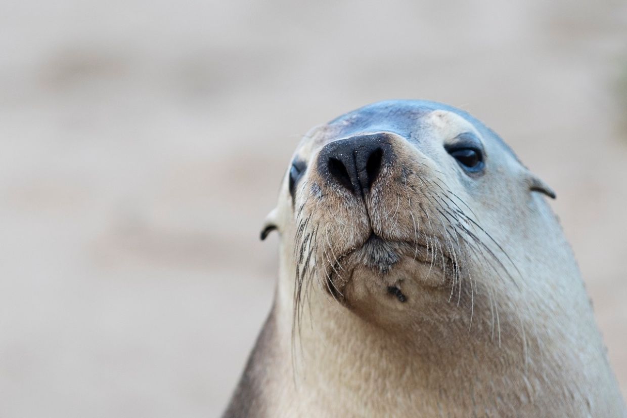H5N1 bird flu spreading in South Australia poses acute threat to endangered sea lions