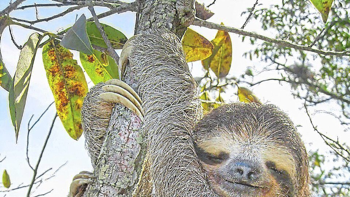 Sloth's ancient 'jumping genes' may unlock secrets of human ageing and disease
