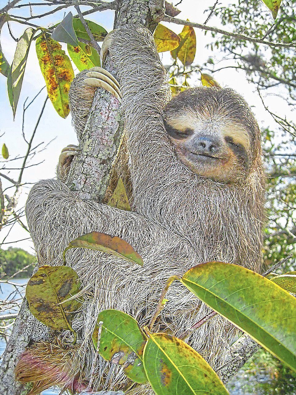 Sloth's ancient 'jumping genes' may unlock secrets of human ageing and disease