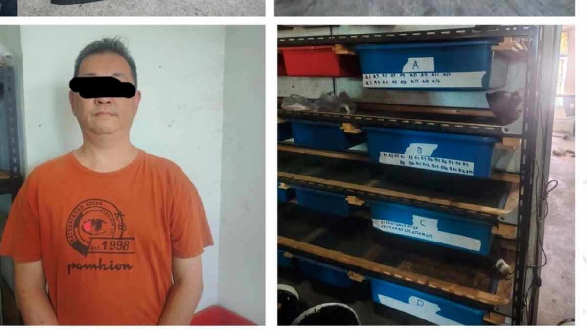 89 Protected Turtles and Tortoises Seized in Kedah Wildlife Raids; Man Arrested