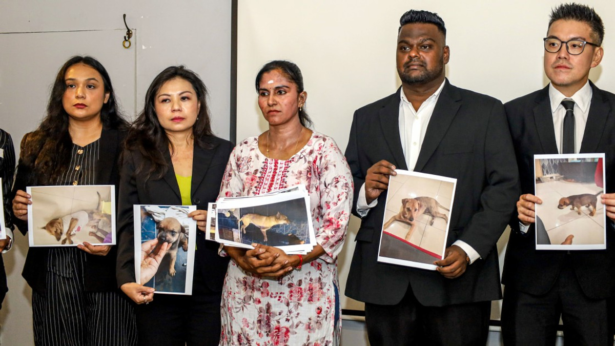 Dog's death triggers scrutiny of street-catching procedures as owner demands transparent probe