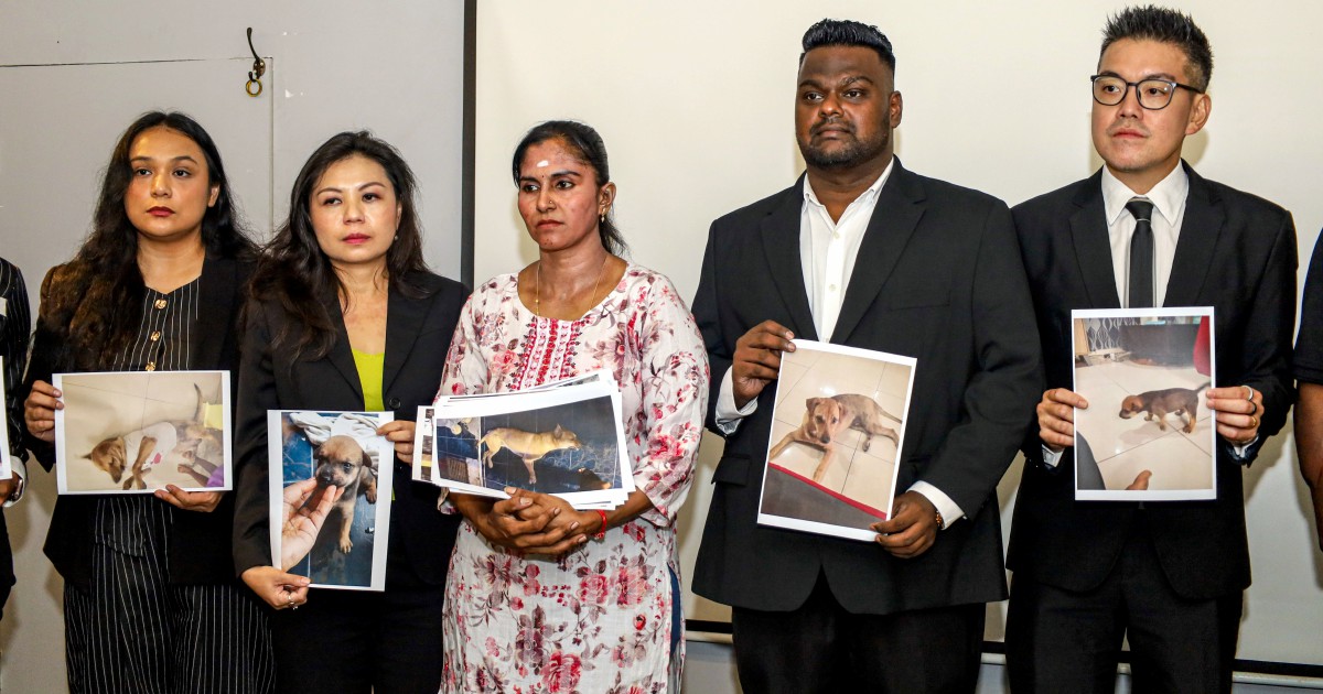 Dog's death triggers scrutiny of street-catching procedures as owner demands transparent probe
