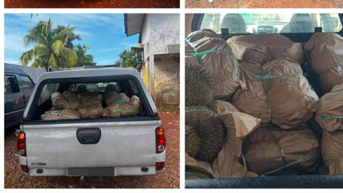 GOF Busts Durian Smuggling Operation at Kelantan Border, Seizes RM50,000 Cargo