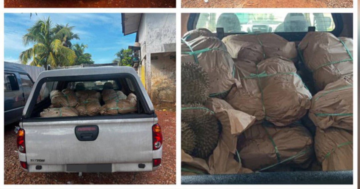 GOF Busts Durian Smuggling Operation at Kelantan Border, Seizes RM50,000 Cargo
