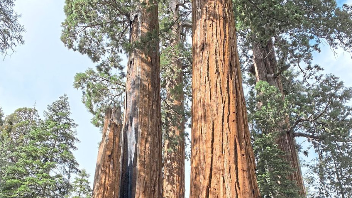 California's Giant Sequoias: A Race to Restore Ancient Forests Before Next Fire Season