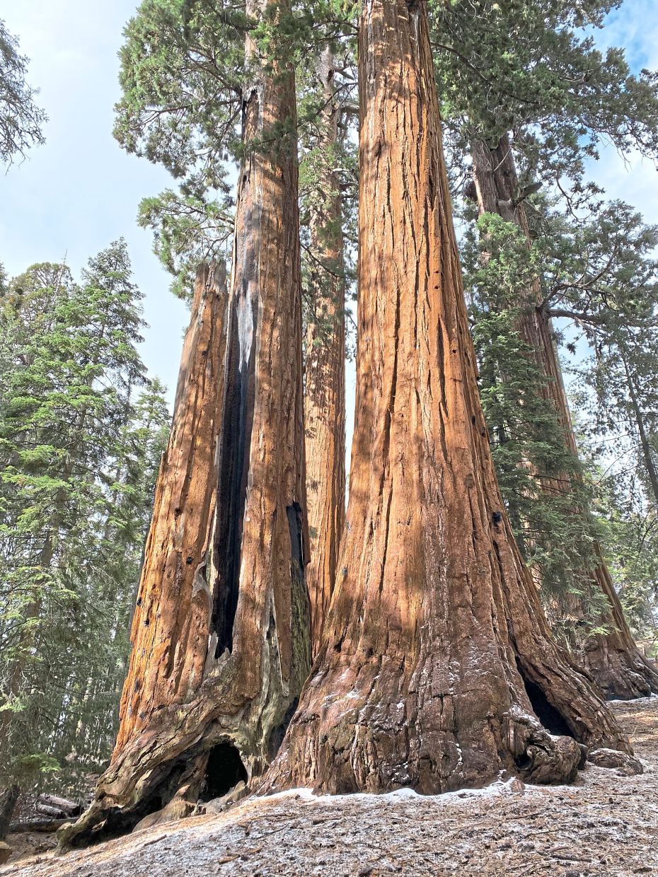 California's Giant Sequoias: A Race to Restore Ancient Forests Before Next Fire Season