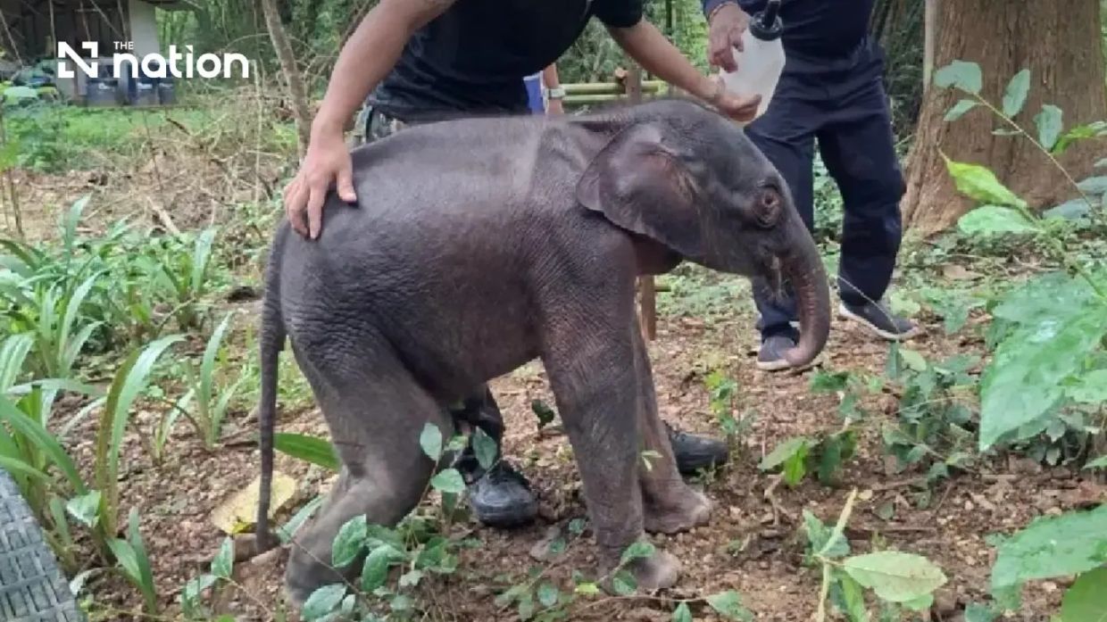 Thai Officials Race to Save Orphaned Elephant Calf Found Stranded in Kanchanaburi