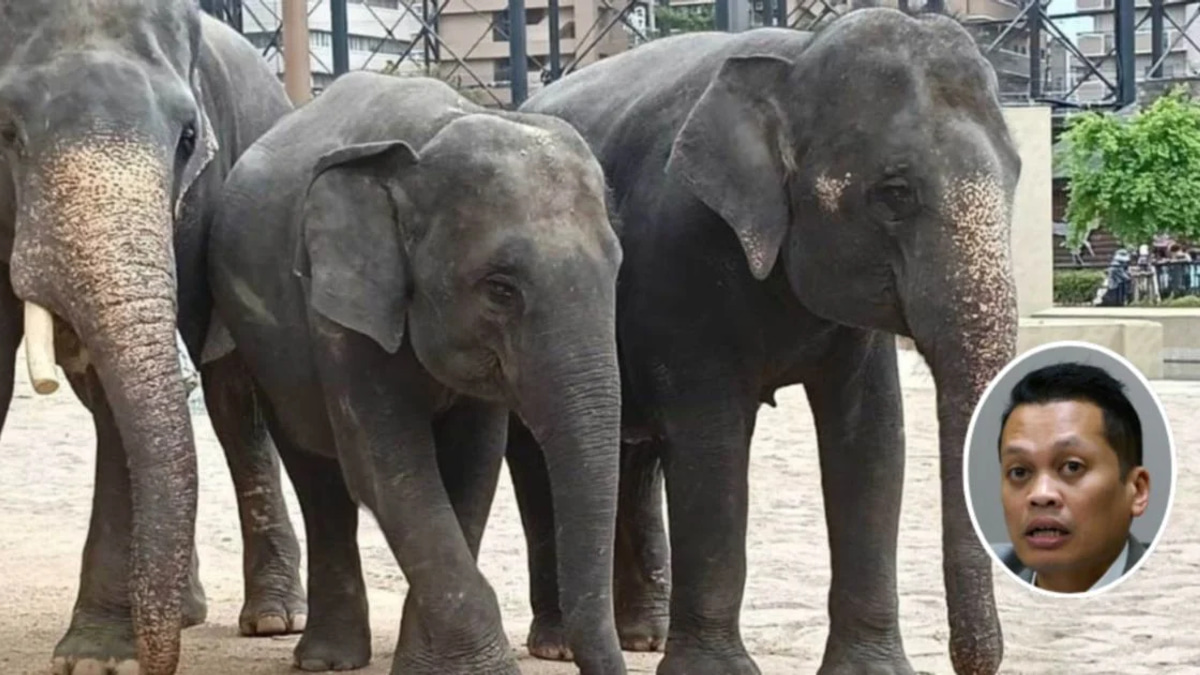Nik Nazmi Refutes Corruption Allegations Over Japanese Zoo Elephant Deal