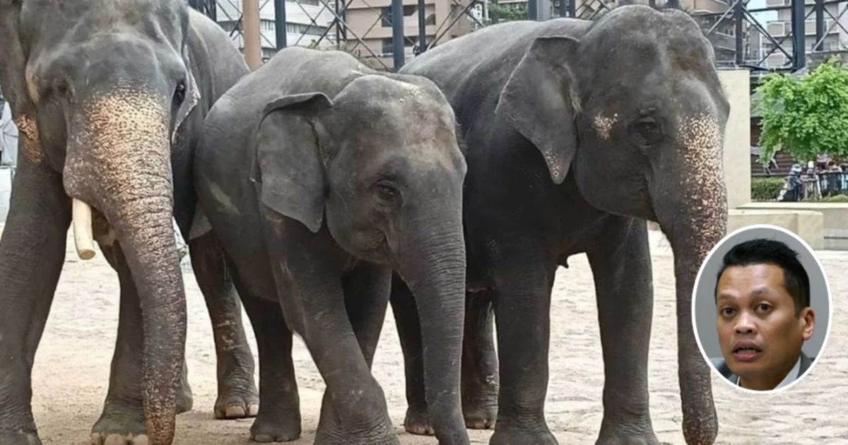 Nik Nazmi Refutes Corruption Allegations Over Japanese Zoo Elephant Deal