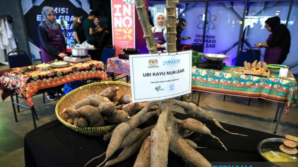 Malaysian Nuclear Agency Targets Fast-Growing Cassava for Market Within Two Years
