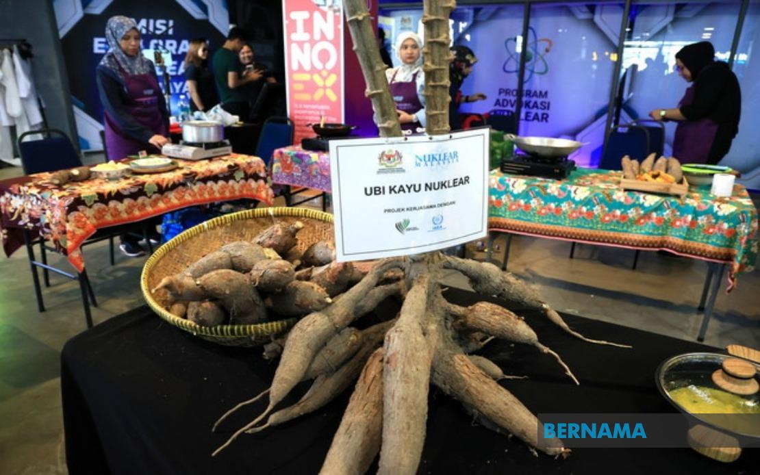 Malaysian Nuclear Agency Targets Fast-Growing Cassava for Market Within Two Years