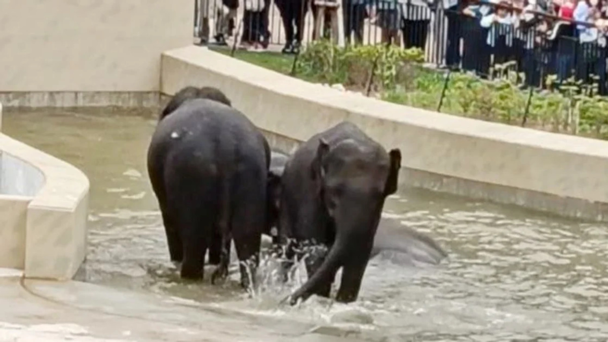 MACC Document Review into Taiping Council Elephant Transfer Raises Questions on Process Transparency