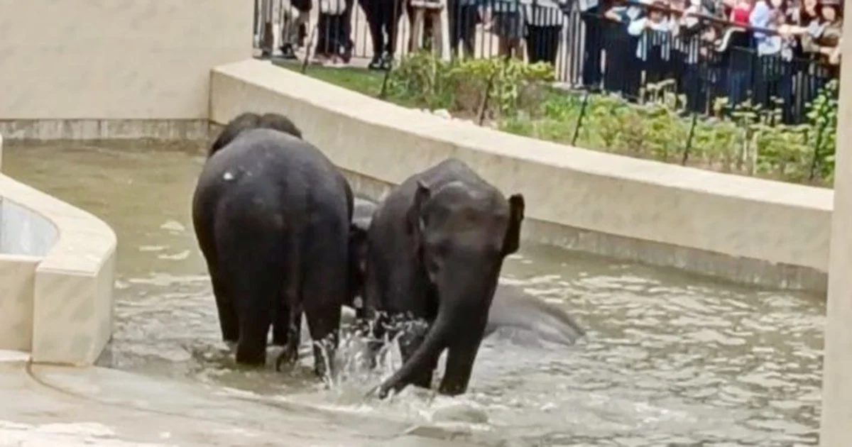 MACC Document Review into Taiping Council Elephant Transfer Raises Questions on Process Transparency