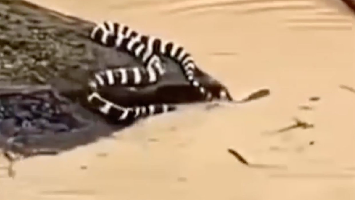 Nearly 900 snakes escape Chinese farm as devastating floods and rare tornadoes sweep across nation